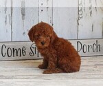 Small Photo #2 Poodle (Toy) Puppy For Sale in FREDERICKSBURG, OH, USA