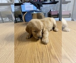 Small Photo #14 Golden Retriever Puppy For Sale in BRANDON, FL, USA