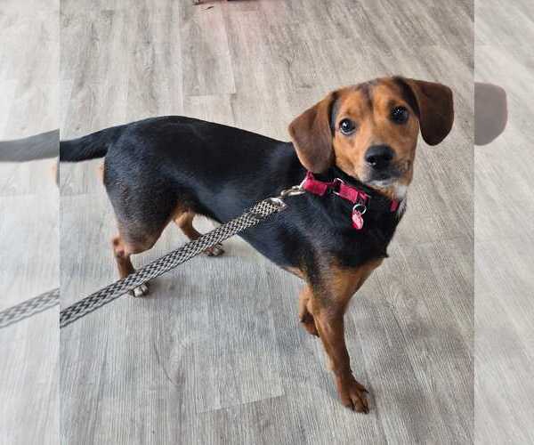 Medium Photo #4 Beagle-Unknown Mix Puppy For Sale in Dunnellon, FL, USA