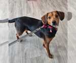 Small #3 Beagle Mix