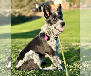 Dak - Male Mutt Dog for Adoption - Photo #4