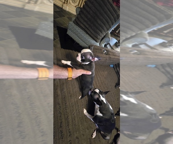 Medium Photo #9 Boston Terrier Puppy For Sale in MITCHELL, IN, USA