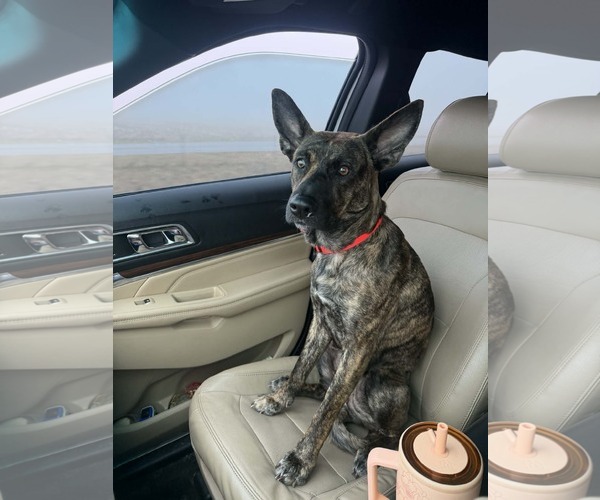 Medium Photo #2 Holland Shepherd-Unknown Mix Puppy For Sale in Columbus, IN, USA