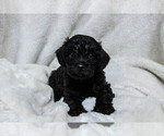 Small #24 Schnoodle (Miniature)