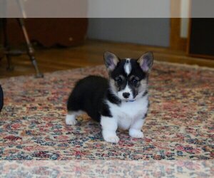 Pembroke Welsh Corgi Puppy for sale in FAIR GROVE, MO, USA