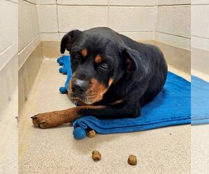 Rottweiler-Unknown Mix Dogs for adoption in Newcastle, OK, USA