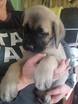 Medium Photo #1 Mastiff Puppy For Sale in CLINTON, MO, USA