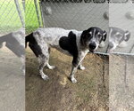 Small #1 German Shorthaired Pointer Mix