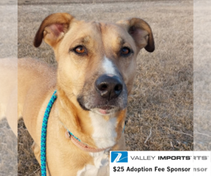 Pika - Male Mutt Dog for Adoption - Photo #3