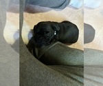 Small Photo #19 Frenchie Pug Puppy For Sale in BLOOMINGTON, IL, USA