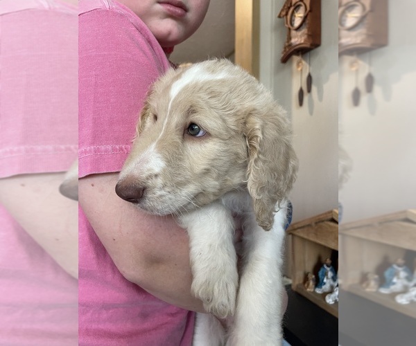 Medium Photo #1 F2 Aussiedoodle-Goldendoodle Mix Puppy For Sale in JESUP, GA, USA
