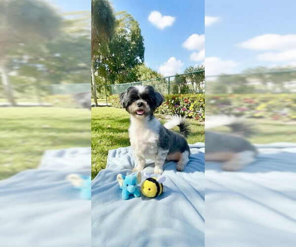 Medium Photo #10 Shih Tzu Puppy For Sale in Weston, FL, USA
