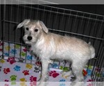 Small #3 Schnoodle (Miniature)