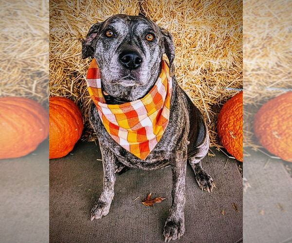 Medium Photo #8 Catahoula Leopard Dog-Unknown Mix Puppy For Sale in Rootstown, OH, USA