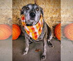 Small #7 Catahoula Leopard Dog Mix