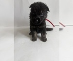 Small #9 German Shepherd Dog