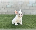 Small Photo #15 French Bulldog Puppy For Sale in MINNEAPOLIS, MN, USA