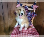 Small Photo #33 Bernedoodle (Miniature) Puppy For Sale in BLACK FOREST, CO, USA