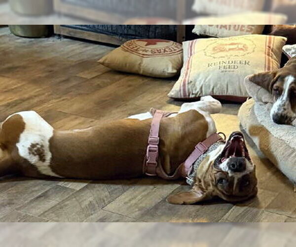 Medium Photo #3 Basset Hound Puppy For Sale in Deepwater, NJ, USA