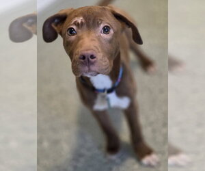 Mutt Dogs for adoption in Clarkston, MI, USA