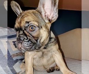 French Bulldog Puppy for sale in TAMPA, FL, USA