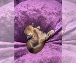 Small #1 Yorkshire Terrier