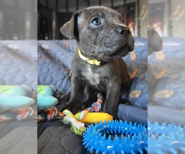 Medium Photo #6 Cane Corso Puppy For Sale in HENRY, VA, USA