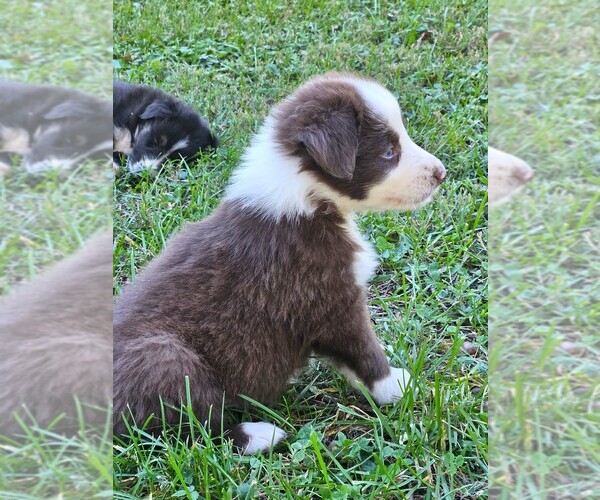 Medium Photo #2 Australian Shepherd Puppy For Sale in NELSON, VA, USA