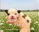 Daisy - Female Mal-Shi Puppy for Sale - Photo #2