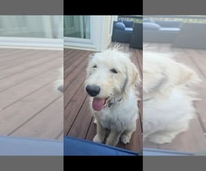 Labradoodle Puppy for sale in LEES SUMMIT, MO, USA