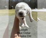 Small #1 Great Pyrenees