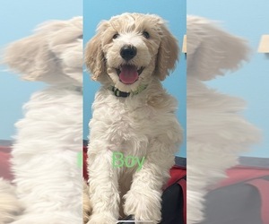 Labradoodle Puppy for Sale in CYPRESS, Texas USA