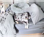 Small #13 Black and Tan Coonhound-Catahoula Leopard Dog Mix