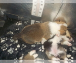 Small Photo #20 Pembroke Welsh Corgi Puppy For Sale in CIMARRON, NM, USA
