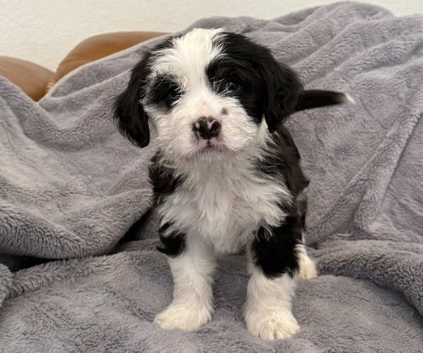 Medium Photo #7 Bernedoodle-French Bulldog Mix Puppy For Sale in EL DORADO HILLS, CA, USA