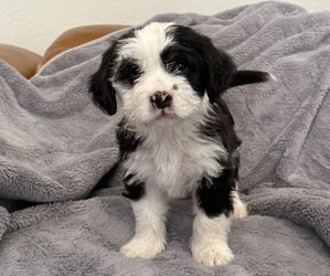 Medium Bernedoodle-French Bulldog Mix