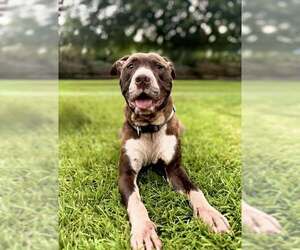 Manny B - Male Mutt Dog for Adoption - Photo #4