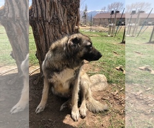 Mother of the Caucasian Shepherd Dog puppies born on 02/21/2022