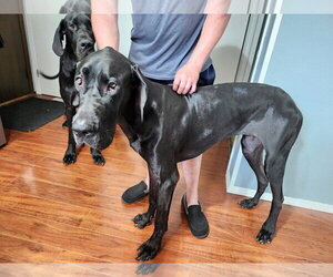 Nyxie FOSTER NEEDED - Female Great Dane Dog for Adoption - Photo #2