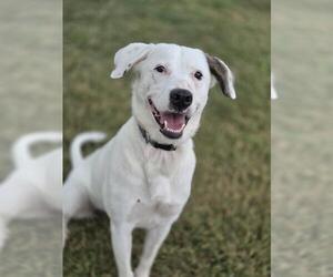Border Collie-Unknown Mix Dogs for adoption in Temple, TX, USA