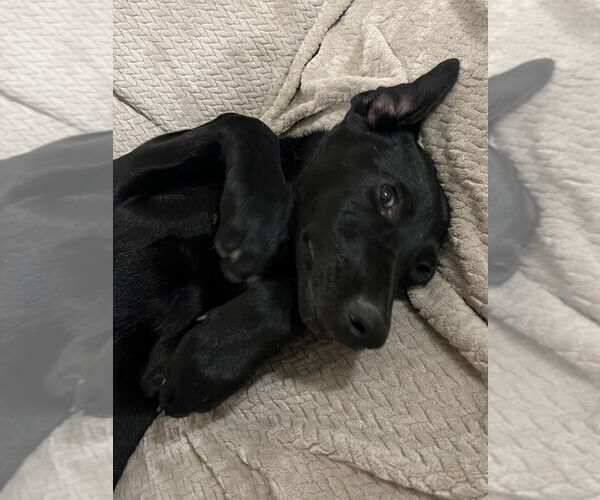 Medium Photo #7 Labrador Retriever-Unknown Mix Puppy For Sale in Salt Lake City, UT, USA