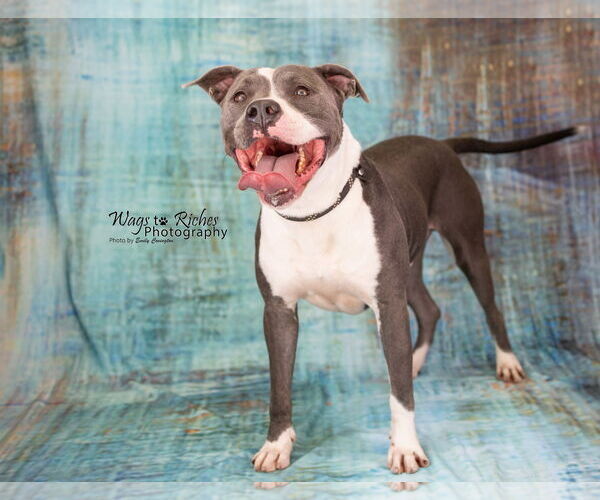 Medium Photo #5 American Pit Bull Terrier-Unknown Mix Puppy For Sale in Anniston, AL, USA