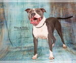 Small #4 American Pit Bull Terrier Mix