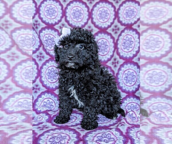 Medium Photo #3 Poodle (Miniature) Puppy For Sale in KIRKWOOD, PA, USA