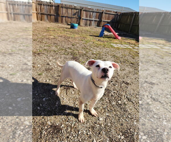 Medium Photo #1 Labrador Retriever-Unknown Mix Puppy For Sale in Evansville, IN, USA