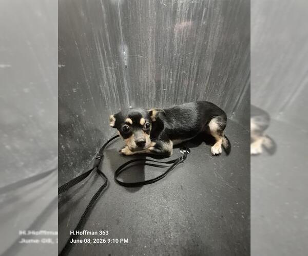 Medium Photo #1 Chihuahua-Unknown Mix Puppy For Sale in San Antonio, TX, USA