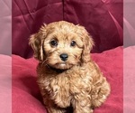 Small #2 Cavapoo