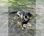 Small #6 Rottweiler Mix
