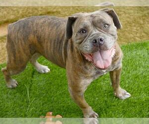 Bulldog-Unknown Mix Dogs for adoption in Tallahassee, FL, USA
