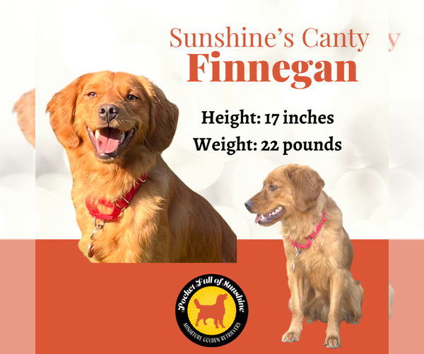 Medium Photo #1 Cavalier King Charles Spaniel-English Cream Golden Retriever Mix Puppy For Sale in COLUMBUS, OH, USA